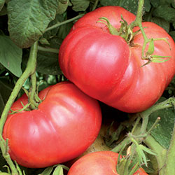 Ungarische Samen Tomate "Crnkovic Yugoslavian", extra grosse Beefstake Tomate. samenfest