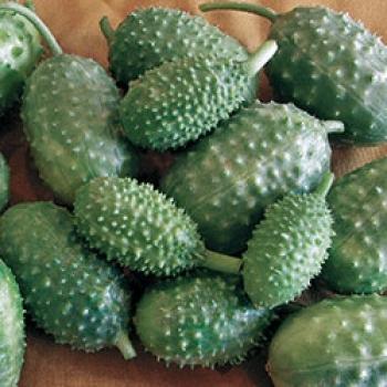 Cucumis anguria, prickly cucumber, cucumber from Jamaica for crunchy farmer's salads, great eye-catcher, 10 seeds