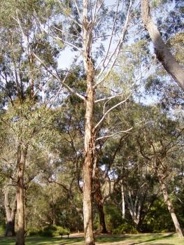 Eukalyptus Benthamii, Baum, sehr seltene Eucalyptusart für Sammler, 40 Samen