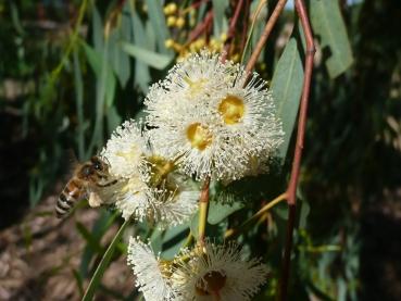 Eucalyptus camaldulensis, Baum, River Red Gum, Murray Red Gum,50 Samen