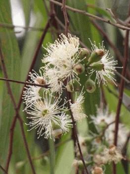 Eucalyptus citriodora, Baum, Zitronen Eucalyptus, Lemon Scented Gum, 50 Samen