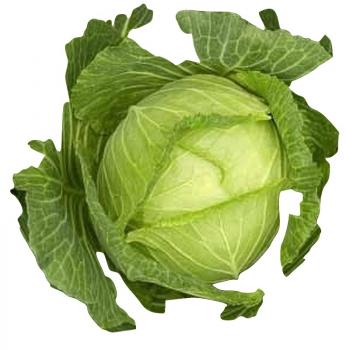 Hungarian early head cabbage (fejeskáposta, 100 seeds, seed-proof from our farm