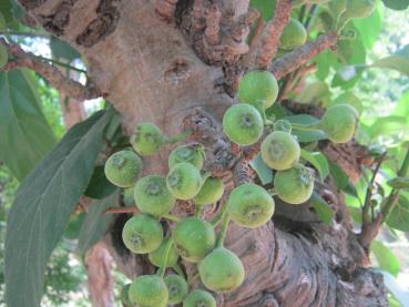 Ficus Hispida, 20 gereinigte Samen