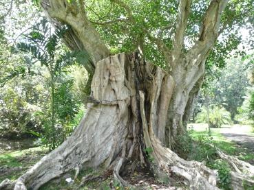 Ficus religiosa, Pepul-Baum, Buddha-Baum, Bo-Baum, Pepul Tree, Bo-Tree, 50 gereinigte Samen