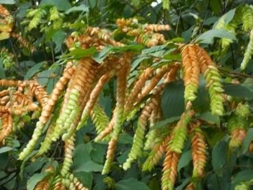 Flemingia strobilifera, erstaunliche Blühpflanze aus Asien, 10 Samen