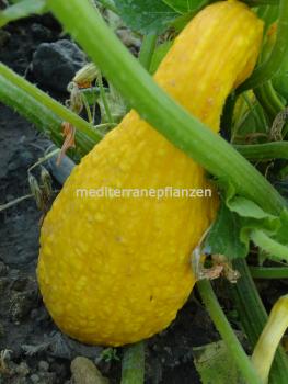 Ungarischer "Gelber Honigkürbis", lange Früchte mit butterweichem Geschmack, samenfest von unserer Farm, 10 Samen