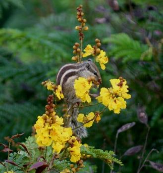 Peltophorum pterocarpum, SELTENE gelbe PRACHTBLÜTE, exotische Pflanze, 10 Samen