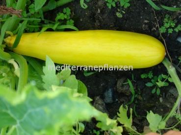 Zucchini gelb, Organische Sorte, ertragreiches zartes Gemüse, samenfest von unserer Farm, 10 Samen