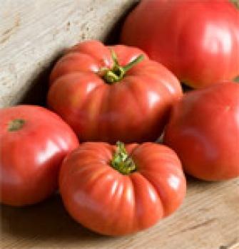 Ungarische Samen Tomate "Alte Russische"