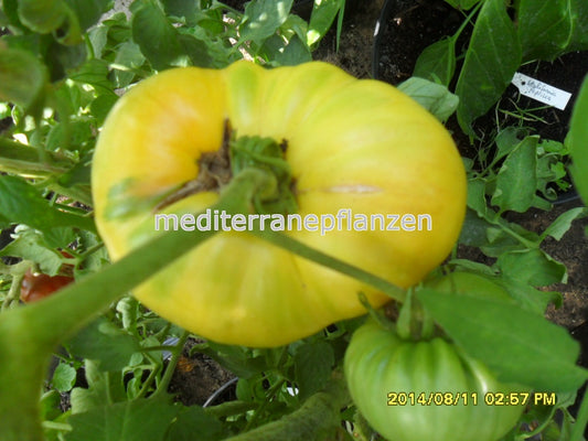 Ungarische Samen Tomate "Grosse Weisse" fruchtiges Aroma, samenfest