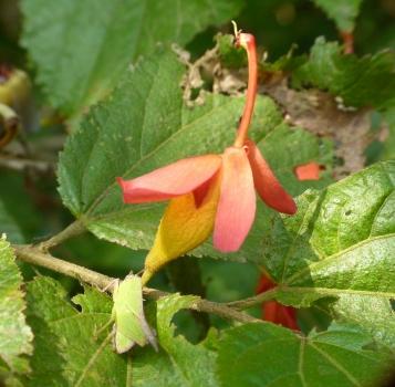 Helicteres isora, attracts butterflies, very beautiful flowering plant, 20 seeds