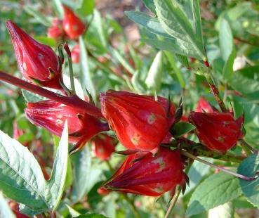 Hibiscus sabdariffa, Rosella, Roselle, African Mallow, 10 exotic seeds