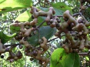 Hovenia dulcis-Rosinen vom eigenen Baum,exotische Pflanze,10 Samen,10 seeds