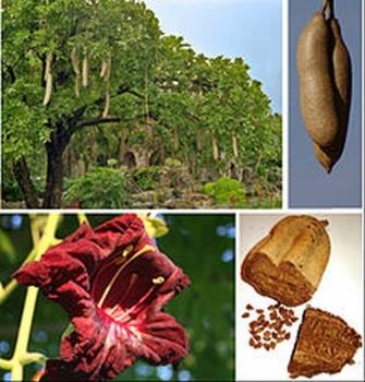 Kigelia pinnata, Leberwurstbaum, saucage tree, schwere Früchte,10 Samen