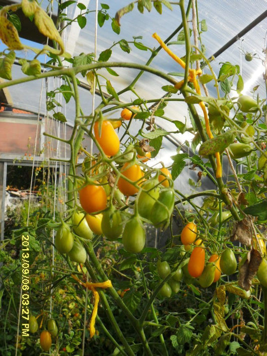 Ungarische Samen Tomate "lange Gelbe" Massentomate, samenfest