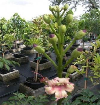 Oroxylum indicum, Damoklesschwert, Damokles Baum, Mitternachts Horror, blüht nachts-selten und gruselig, 10 Samen