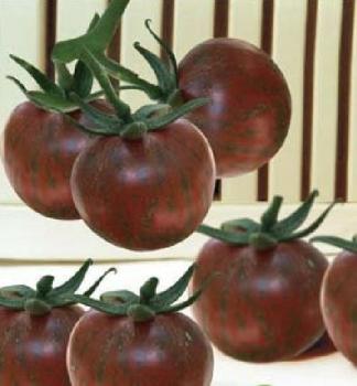 Ungarische Samen Tomaten "Mini Purple Cherry",ertragreiche,alte Gemüsesorten, Tomatensamen kaufen, samenfest