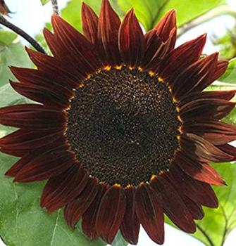 Hungarian Sunflower Moulin Rouge Sunflower Seeds, Fiery Red Color, 20 Seeds