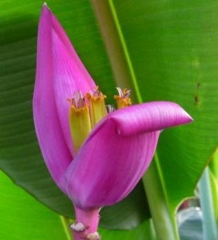 Musa Ornata, pinke Banane aus Burma, exotische Pflanze, 5 Samen