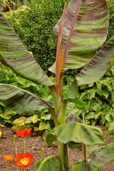 Musa Sikkimensis, red tiger banana, hardy, edible. Fruits, 8 seeds