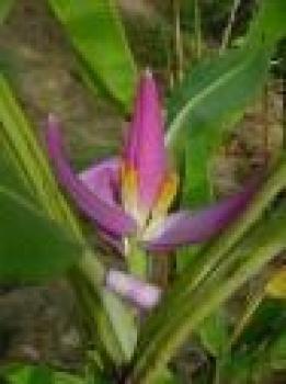 Musa violacea, pink banana, unknown origin, probably new hybrid