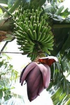 Musa X Paradisiaca, classic indoor and outdoor banana, 5 seeds