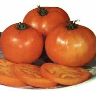 Ungarische Samen Tomate "Grosse Orange" , samenfest