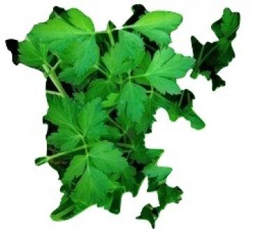 Hungarian large flat-leaf parsley, 100 seeds, seed-proof from our farm