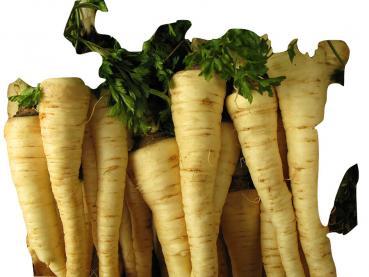 Hungarian large parsley roots, 200 seeds, seed resistant from our farm