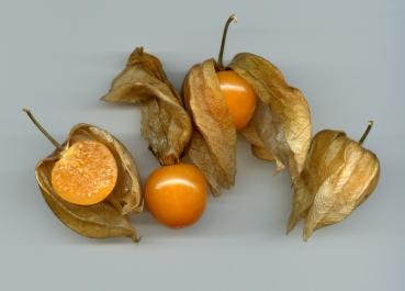 Physalis pruinosa, Ananaskirsche, schmackhafte Beeren, schnellwachsend, 10 Samen