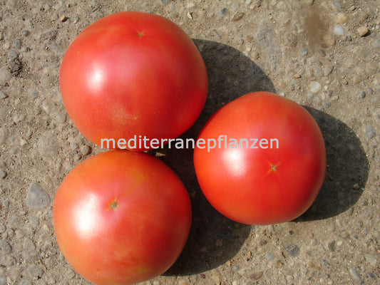 Ungarische Samen Tomate "Pink Grapefruit", frischer Geschmack, alte Gemüsesorten, Tomatensamen kaufen