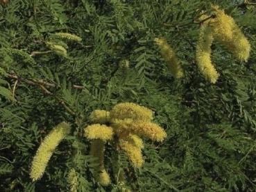 Prosopis cineraria, trockenresistenter Baum, 10 Samen