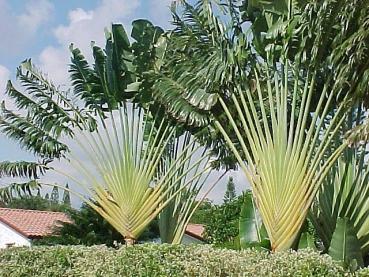 Ravenala Madagascariensis, Baum der Reisenden, praechtige Art, 10 Samen