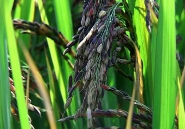 Oryza sativa, Schwarzer Reis, für die Zubereitung von süssen Speisen, 50 Samen