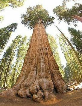 Sequoiadendron giganteum, Riesenmammutbaum, 10 Samen