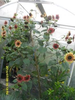 Hungarian giant sunflower seeds, short growing time, many heads, red color, 30 seeds