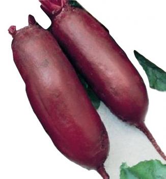 Hungarian large beetroot (Cylindra), 100 seeds, seed-proof from our farm