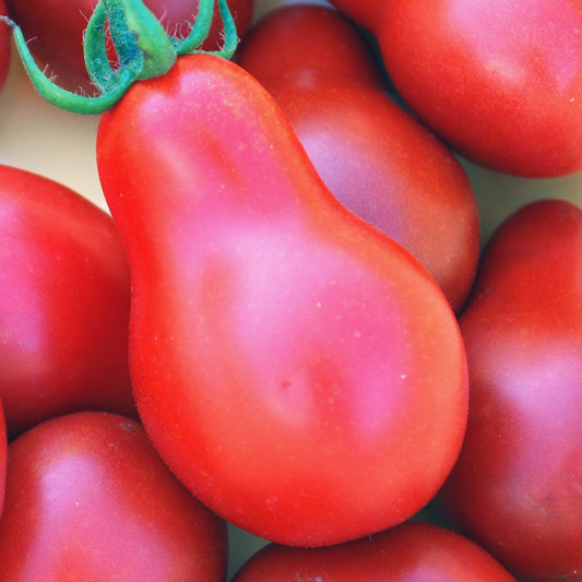 Ungarische Samen Tomate "rotes Birnchen" frischer Geschmack samenfest, alte Gemüsesorten, Tomatensamen kaufen