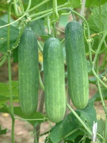 Hungarian cucumber, crunchy farmer's salads, 10 seeds, seed-proof from our farm