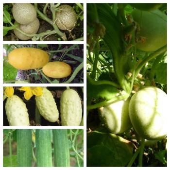 Popular cucumber seeds, vegetable seeds 5 types, 50 seeds, packed separately