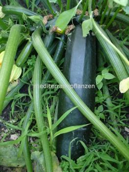 Ungarische grosse schwarze Zucchini, samenfest von unserer Farm, 10 Samen