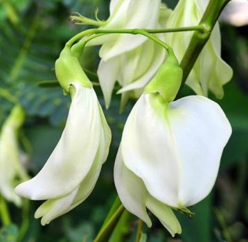 Parrot's Beak Sesbania Grandiflora Hummingbird Tree, 20 Seeds WHITE