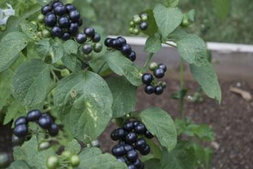 Solanum melanocerasum, amerikanische Heidelbeere, 20 Samen