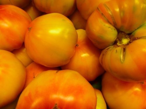 Ungarische Samen Tomate "Supergrosse Gelbe" samenfest, alte Gemüsesorten, Tomatensamen kaufen