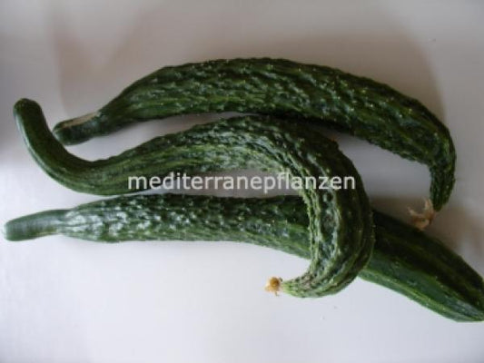 Suyo Long, snake cucumber, variety from China, very productive for crispy farmer's salads 10 seeds