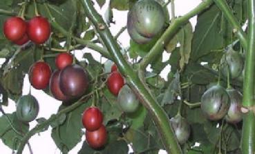 Tamarillo Cyphomandra betacea, tree tomato, tomato tree, 20 seeds