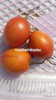 Tamarillo Cyphomandra betacea,Baumtomate, Tomatenbaum, GELB, 20 Samen