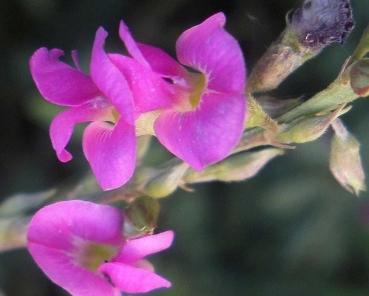 Tephrosia purpurea Wilder Indigo, pinke wunderschöne Blühte, 10 Samen