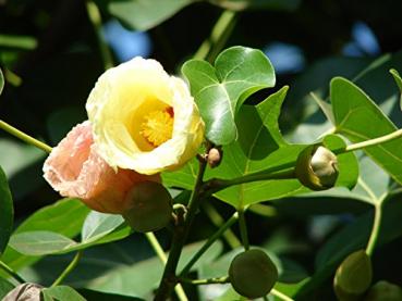 Thespesia populnea, Regenschirmbaum, 15 Samen