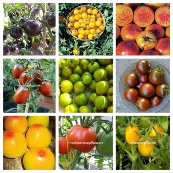 Historic tomatoes, 20 varieties, separately packaged, from our farm, 200 seeds, bottle tomatoes, purple tomatoes, organic tomato seeds, seeds, heirloom vegetables, buy tomato seeds